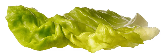 Burger Lettuce
